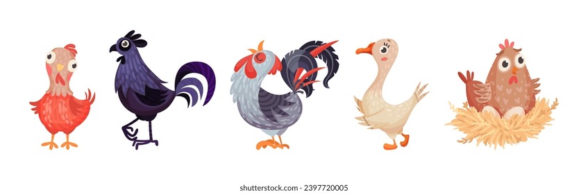 Farm Poultry Birds and Feathered Winged Animal Vector Set