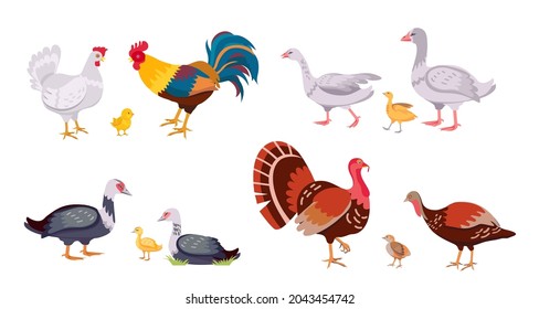 Farm poultry, domestic birds family, hen and rooster. Turkey with chick. Cartoon geese, ducks, duckling and chicken. Livestock vector set. Countryside baby and parent birds isolated on white