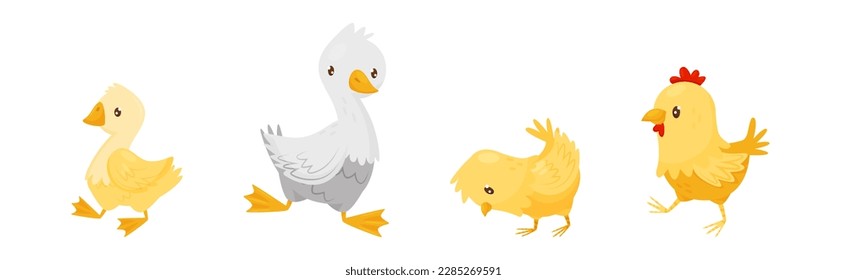 Farm Poultry with Goose and Chicken Bird Vector Set