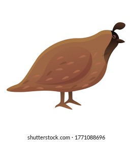 Farm quail icon. Cartoon of farm quail vector icon for web design isolated on white background