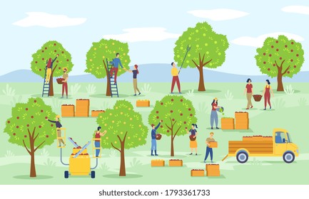 Farm Scene With Workers Picking A Crop Of Apples In An Orchard And Loading Them Into Boxes And Onto A Truck, Colored Vector Illustration