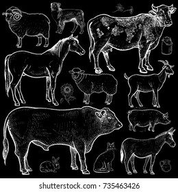 Farm set. Farm animals, cattle, pets isolated white chalk on a black board. Vector illustration. Vintage. Hand drawing.