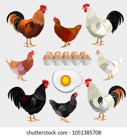 Farm set with rooster, hen and eggs. Vector illustration isolated on black background