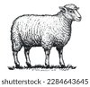 lamb animal