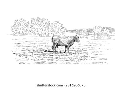 Farm sketch. Cows are grazing in a meadow. Rural landscape hand drawn vector illustration.