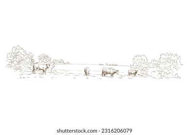 Farm sketch. Cows are grazing in a meadow. Rural landscape hand drawn vector illustration.