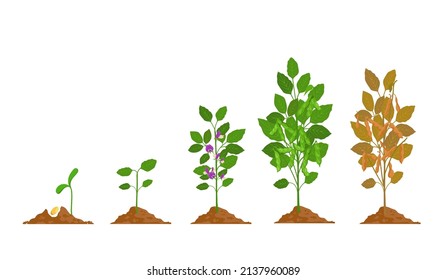 Farm soy plant with bean pod growth stages. Soybean seed, sprout, flower and ripening phase. Agriculture legume soya grow process vector set. Plant botanical life cycle, agriculture