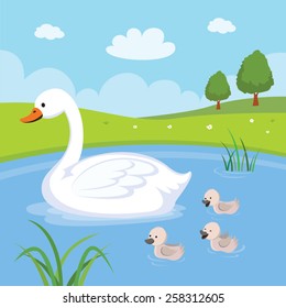 Farm. Swan and baby swans. Mother swan and babies swimming in the pond.