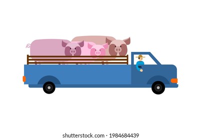 Farm truck with pigs. Farmer is carrying cattle in truck. 