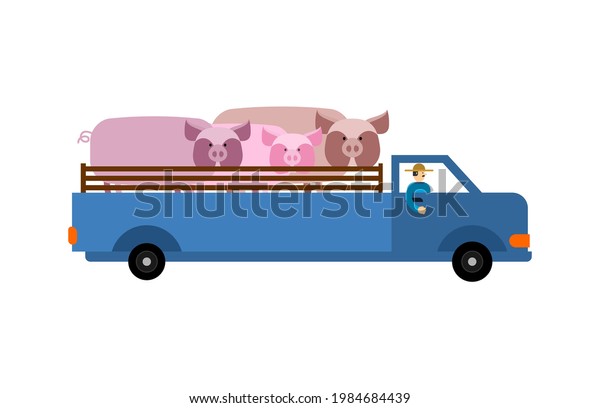 Farm truck with pigs. Farmer is carrying cattle in\
truck. 