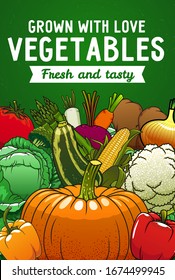 Farm vector vegetables. Carrot, bell peppers and tomato, cabbage, onion and zucchini, potato, broccoli and pumpkin, cauliflower, asparagus, beet, corn cob and radish harvest poster