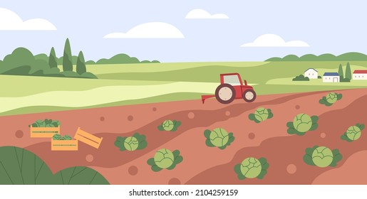 Farm vegetable garden. Tractor collecting harvest in country agriculture field. Cabbage crops growing in farmland. Countryside plantation landscape. Flat vector illustration of rural scenery panorama