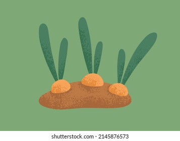 Farm vegetable growing in ground. Garden root plant, turnip with leaf tops over soil. Organic field harvest. Natural swede veggies growth. Isolated colored flat vector illustration