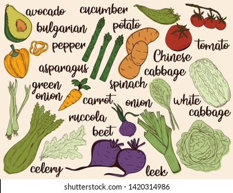 Farm vegetable poster. Fresh veggies. Vector illustration sketch 