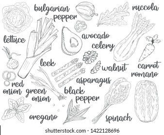 Farm vegetable poster. Fresh veggies. Vector illustration sketch