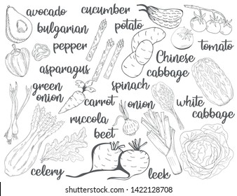 Farm vegetable poster. Fresh veggies. Vector illustration sketch