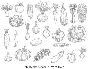 Farm vegetables vector sketches. Cauliflower, tomato and broccoli, bell pepper and beet, radish and bean, corn and garlic, asparagus, zucchini and pumpkin, carrot and cabbage isolated vegetables icons