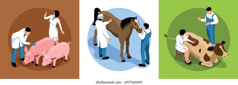 Farm Veterinary Concept Isometric Set With Large Animal Vet Examines Cattle Cow Pig Horses Patients Vector Illustration