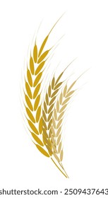 Ícone de orelhas de trigo agrícola conjunto ilustração vetorial, Ícones de orelhas de trigo e Conjunto de logotipo. Trigo orgânico, pão Símbolo agrícola isolado. Grãos, espiguetas e grinalda. Plantas orgânicas de trigo , panificação.