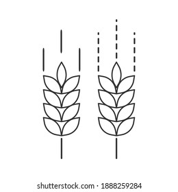 Farm wheat ears icon vector template.for organic eco business, agriculture, bakery, logo design. Vector illustration color editable isolated on blank background. Eps 10.