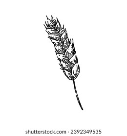 farm wheat hand drawn. agriculture food, harvest plant, organic rye farm wheat vector sketch. isolated color illustration