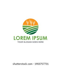 farm wheat vector , agriculture logo