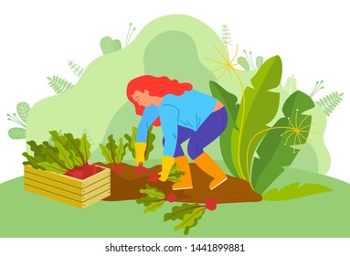 Farm worker vector, woman working on plantation. Picking vegetables, lady with beetroots, farmer surrounded by greenery of rural nature veggies harvesting