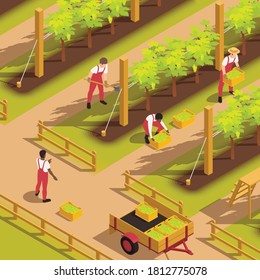Farm workers in uniform dungarees harvesting grape filling crates putting them in cart isometric composition vector illustration 