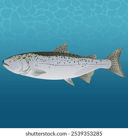 Farmed Salmon Fish Vector Image