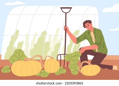 Farmer at bed of ripe pumpkins.