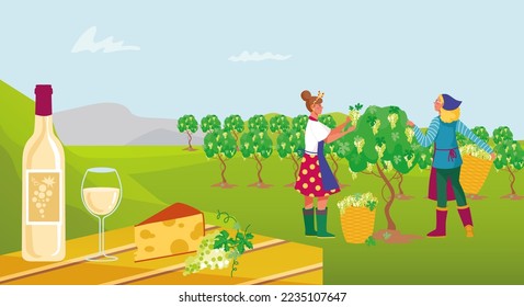 Farmer character winemaker work on wine plantation, factory production process flat vector illustration, worker harvest grape crop.