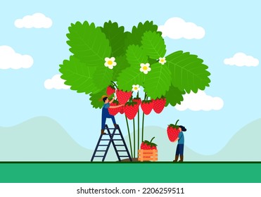 Farmer is climbing a ladder picking strawberries from a tree.
Female farmers help carry large strawberries in a basket. It is a landscape in the garden with a mountain background.