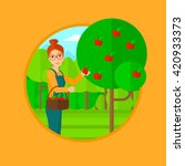 Farmer collecting apples.