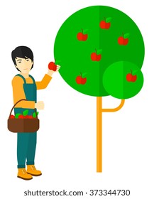 Agricultor recogiendo manzanas.