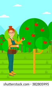 Farmer collecting apples.
