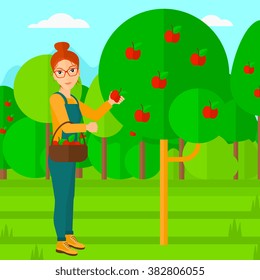 Farmer collecting apples.