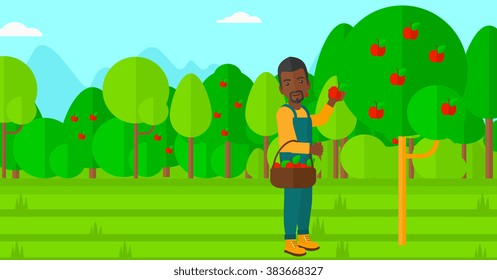 Farmer collecting apples.