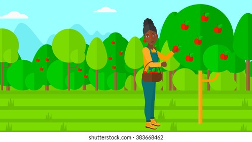 Farmer collecting apples. Farmer collecting apples.
