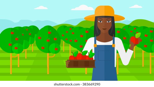 Farmer collecting apples.