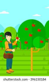 Farmer collecting apples.