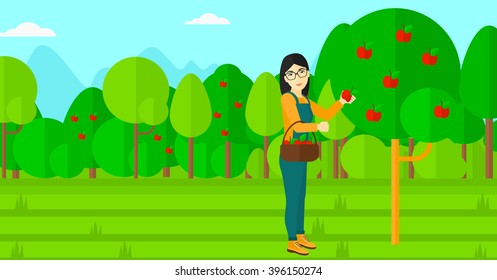 Farmer collecting apples.