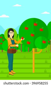 Farmer collecting apples.