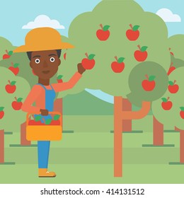 Farmer collecting apples.