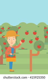 Farmer collecting apples.