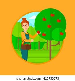 Farmer collecting apples.
