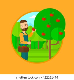 Farmer collecting apples.