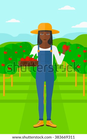 Farmer collecting apples.