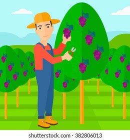 Farmer collecting grapes.