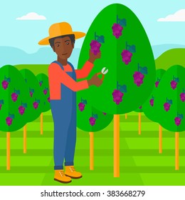 Farmer collecting grapes.