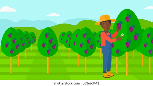 Agricultor recolectando uvas.